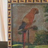 The Macaw