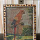The Macaw