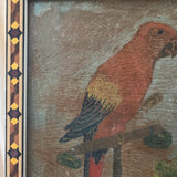 The Macaw