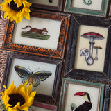 The Beaux Indian Paintings, Small