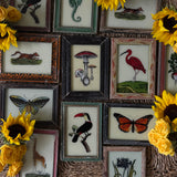 The Beaux Indian Paintings, Small
