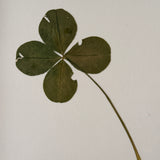 The Four-Leaf Clover