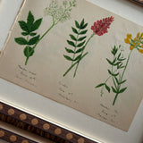 The Field Notes, Series of 9, Early 1900s