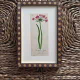 The Flowering Rush