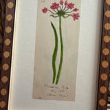The Flowering Rush