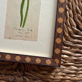 The Flowering Rush