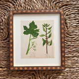 The White Bryony and Knotgrass