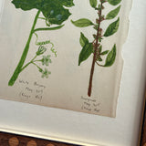 The White Bryony and Knotgrass