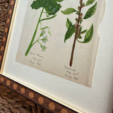 The White Bryony and Knotgrass
