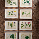 The Field Notes, Series of 8, Early 1900s