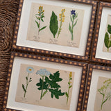 The Field Notes, Series of 8, Early 1900s