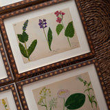 The Field Notes, Series of 8, Early 1900s