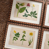 The Field Notes, Series of 8, Early 1900s