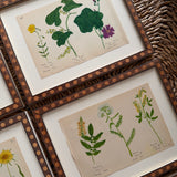 The Field Notes, Series of 8, Early 1900s