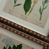 The Field Notes, Series of 8, Early 1900s