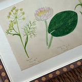 The Field Notes, Series of 8, Early 1900s