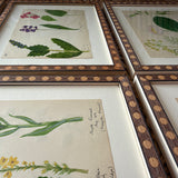 The Field Notes, Series of 8, Early 1900s