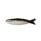 The Beaux Sardine