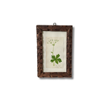 The Wood Sanicle