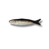 The Sardine