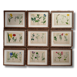 The Field Notes, Series of 9, Early 1900s