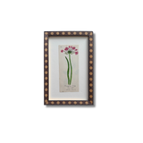 The Flowering Rush