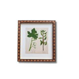 The White Bryony and Knotgrass